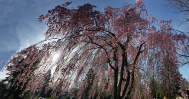 Ağlayan kiraz ağacı baharda çiçek açıyor.