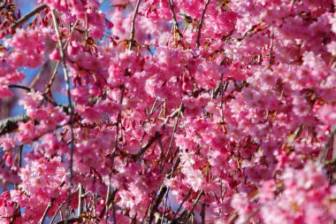 Ağlayan kiraz ağacı baharda çiçek açıyor.
