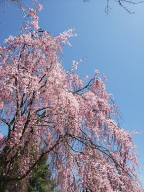 Ağlayan kiraz ağacı baharda çiçek açıyor.
