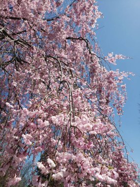 Ağlayan kiraz ağacı baharda çiçek açıyor.
