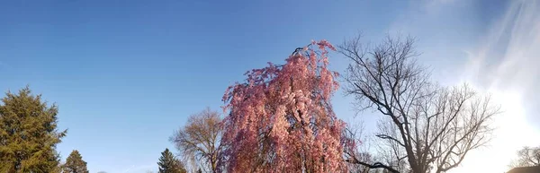 Весной Цветет Вишня — стоковое фото