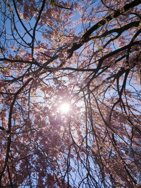 Weeping Cherry Tree Blooming Spring — стокове фото