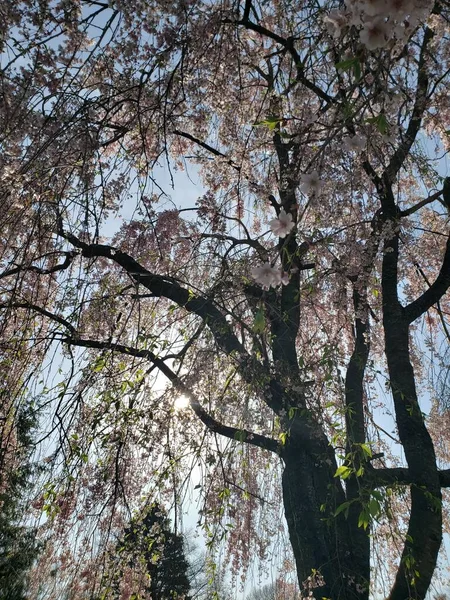 Weeping Cherry Tree Blooming Spring — Fotografia de Stock