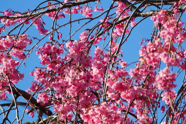 Weeping Cherry Tree Blooming Spring — стокове фото