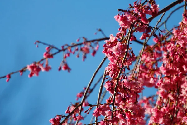 Gråtande Körsbärsträd Blommar Våren — Stockfoto