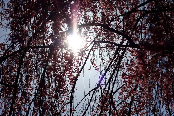 Weeping Cherry Tree Blooming Spring — Photo