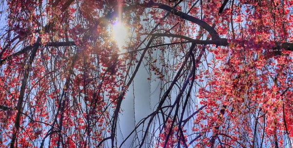 Weinender Kirschbaum Blüht Frühling — Stockfoto