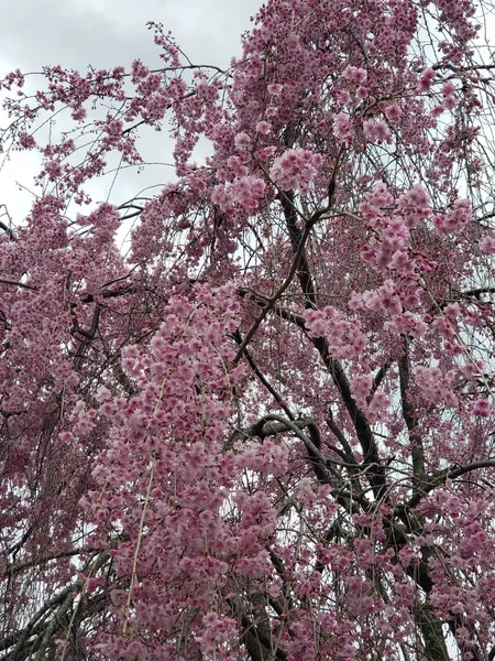 Weeping Cherry Tree Blooming Spring — стокове фото