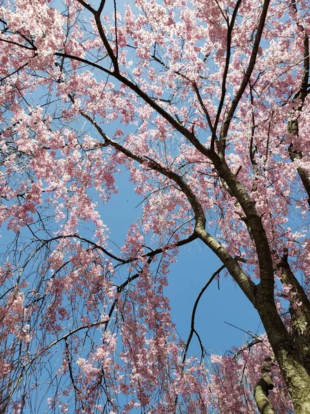 Weeping Cherry Tree Blooming Spring — стоковое фото