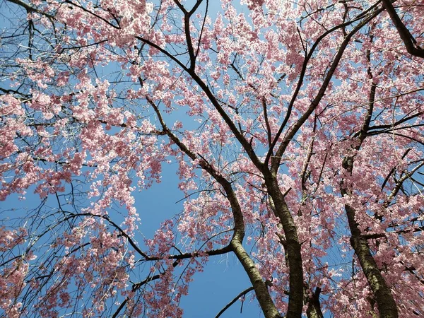 Weeping Cherry Tree Blooming Spring — Stock Fotó