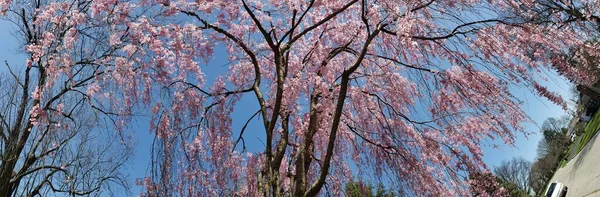 Weeping Cherry Tree Blooming Spring — Fotografia de Stock