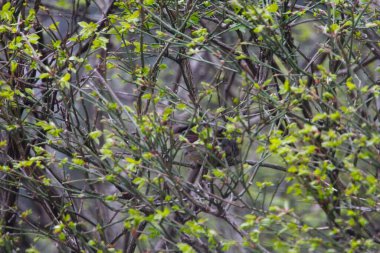 Kuzey Kardinal Dişi Kuş Bir Çalılıkta Saklanıyor