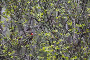Kuzey Kardinal Dişi Kuş Bir Çalılıkta Saklanıyor
