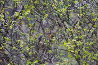 Kuzey Kardinal Dişi Kuş Bir Çalılıkta Saklanıyor