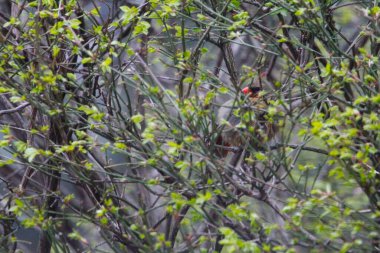 Kuzey Kardinal Dişi Kuş Bir Çalılıkta Saklanıyor