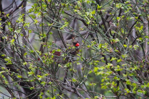 Weiblicher Kardinalvogel Versteckt Sich Gebüsch — Stockfoto