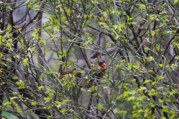 Weiblicher Kardinalvogel Versteckt Sich Gebüsch — Stockfoto