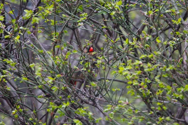 Mujer Del Norte Cardenal Pájaro Escondido Bush — Foto de Stock