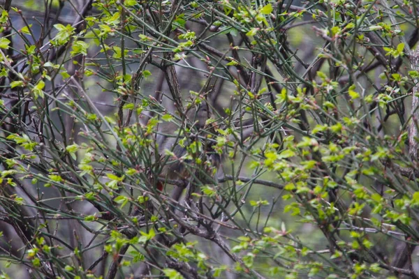 Weiblicher Kardinalvogel Versteckt Sich Gebüsch — Stockfoto