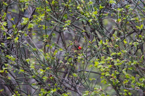 Pássaro Cardeal Norte Feminino Escondido Arbusto — Fotografia de Stock