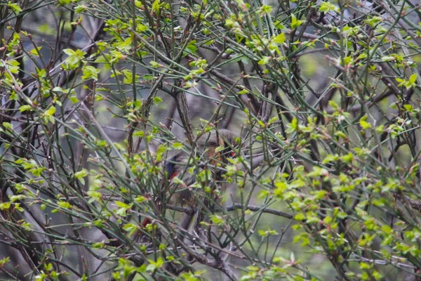 Žena Severního Kardinála Bird Skrývající Bush — Stock fotografie