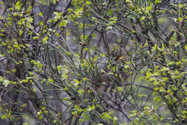 Female Northern Cardinal Bird Hiding Bush — Stockfoto