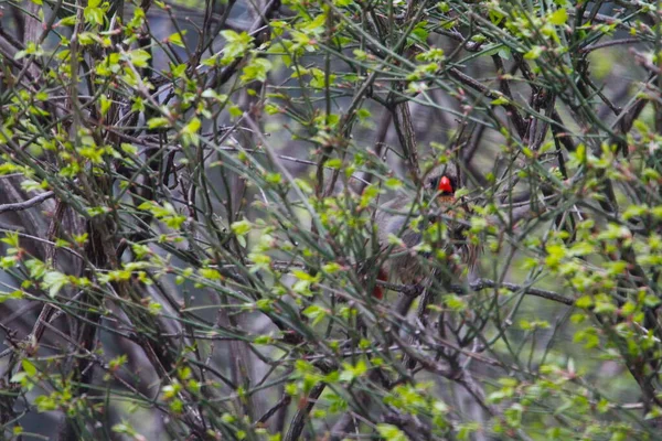 Female Northern Cardinal Bird Hiding Bush — Foto de Stock