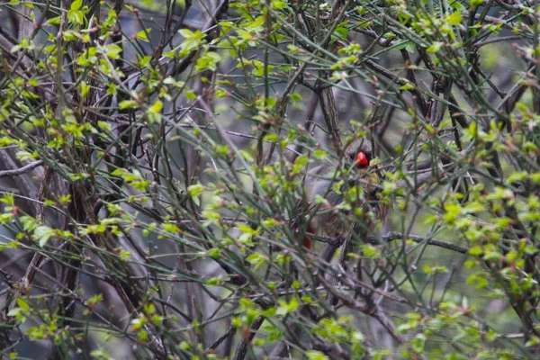 Weiblicher Kardinalvogel Versteckt Sich Gebüsch — Stockfoto