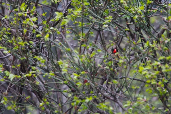 Weiblicher Kardinalvogel Versteckt Sich Gebüsch — Stockfoto