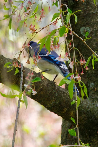 Blue Jay Κάθεται Ένα Δέντρο Την Άνοιξη — Φωτογραφία Αρχείου