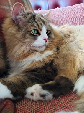 Ragamuffin kedisi Stickley mobilya kanepesinde dinleniyor.