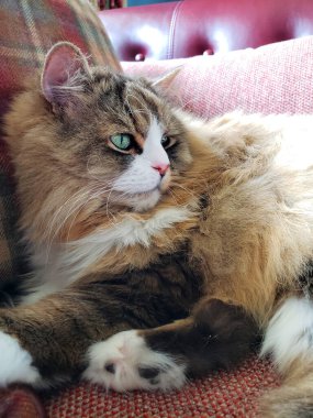 Ragamuffin kedisi Stickley mobilya kanepesinde dinleniyor.