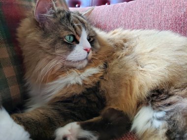 Ragamuffin kedisi Stickley mobilya kanepesinde dinleniyor.