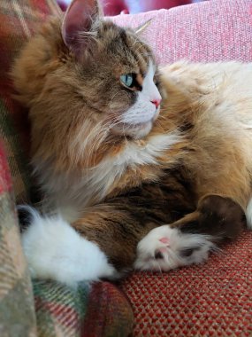 Ragamuffin kedisi Stickley mobilya kanepesinde dinleniyor.