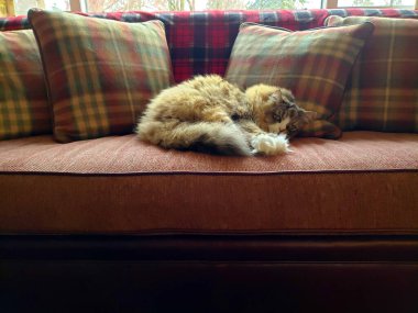 Ragamuffin kedisi Stickley mobilya kanepesinde dinleniyor.