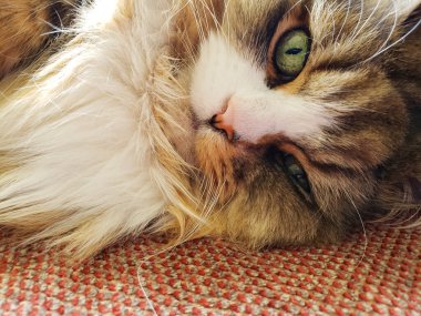 Ragamuffin kedisi Stickley mobilya kanepesinde dinleniyor.