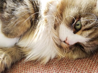 Ragamuffin kedisi Stickley mobilya kanepesinde dinleniyor.