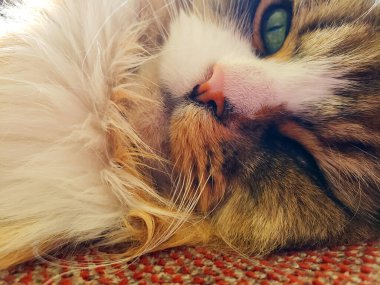 Ragamuffin kedisi Stickley mobilya kanepesinde dinleniyor.