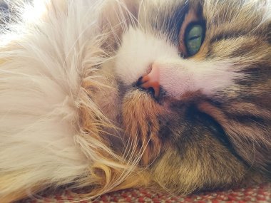 Ragamuffin kedisi Stickley mobilya kanepesinde dinleniyor.