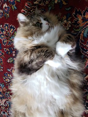 Ragamuffin safkan kedisi dinleniyor.