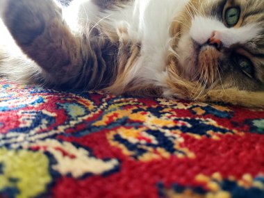 Ragamuffin safkan kedisi dinleniyor.