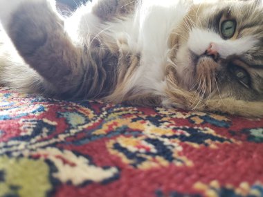 Ragamuffin safkan kedisi dinleniyor.