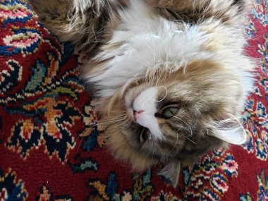 Ragamuffin safkan kedisi dinleniyor.