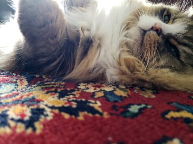 Ragamuffin safkan kedisi dinleniyor.