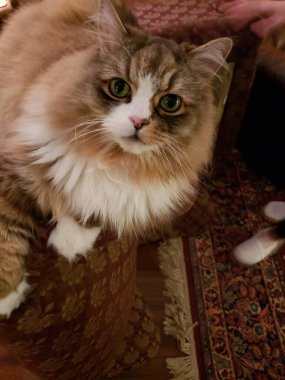 Ragamuffin safkan kedisi dinleniyor.