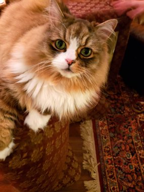 Ragamuffin safkan kedisi dinleniyor.