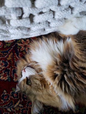 Ragamuffin kedisi bir sedirin yanında dinleniyor.