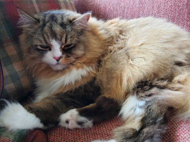 Ragamuffin kedisi Stickley mobilya kanepesinde dinleniyor.