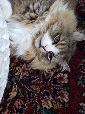 Ragamuffin kedisi bir sedirin yanında dinleniyor.