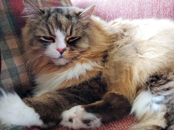 Рагамуффінова Кішка Відпочиває Меблевому Дивані Стіклі — стокове фото